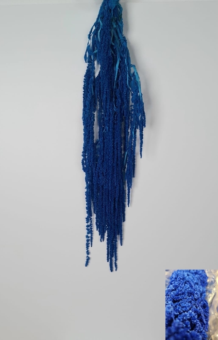 GESTABILISEERD AMARANTHUS (H) BLAUW
