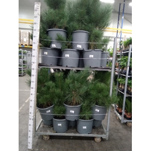 Pinus nigra