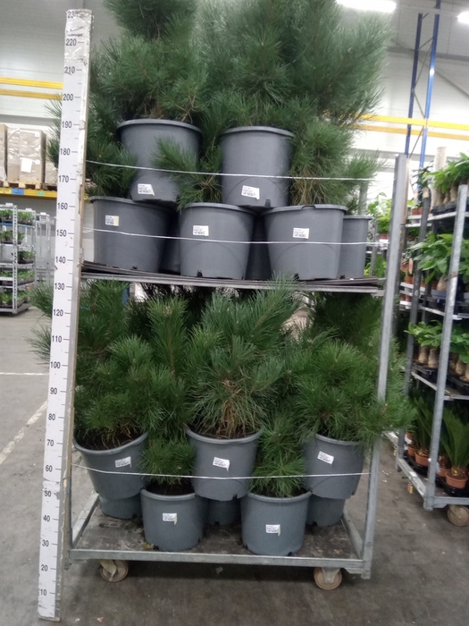 <h4>Pinus nigra</h4>