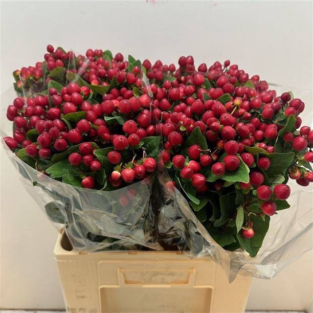 <h4>HYP MAG ROYAL RED</h4>