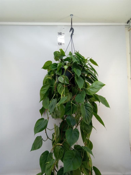 <h4>Philodendron scand.</h4>