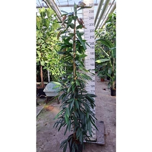 Ficus Amstel King piramide 240