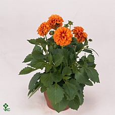 DAHL SUNSHINE ORANGE