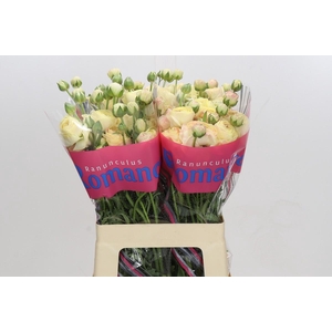 Ranunculus Romance Hydra