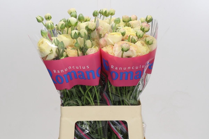 <h4>Ranunculus Romance Hydra</h4>