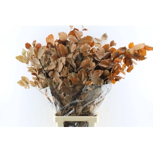 Beuk Beech Stab. Brown