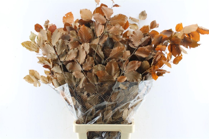 <h4>Beuk Beech Stab. Brown</h4>