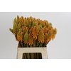 Kniphofia Eycone Peach