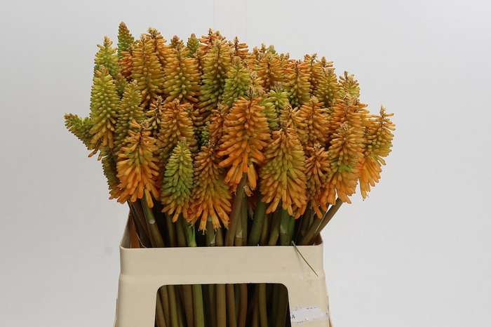 <h4>Kniphofia Eycone Peach</h4>