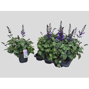 SALVIA LAKE BLUEBERR