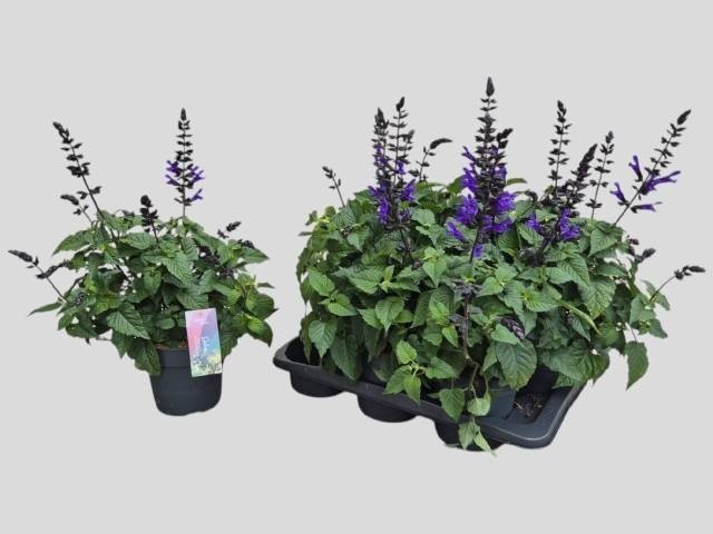 <h4>SALVIA LAKE BLUEBERR</h4>