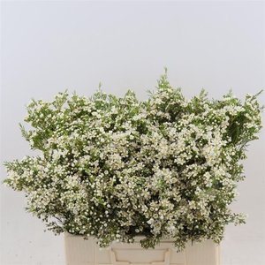 Chamelaucium uncinatum 'Arbel'