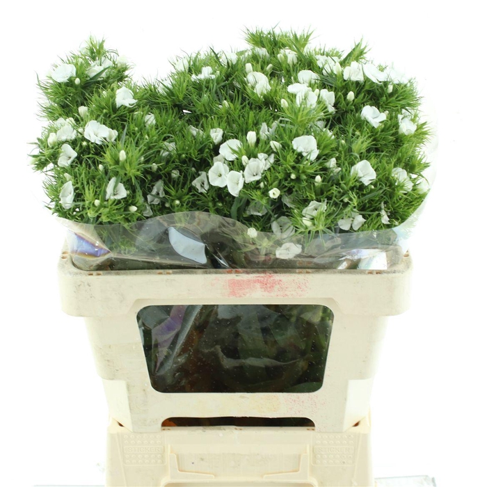 <h4>Di Barb White</h4>