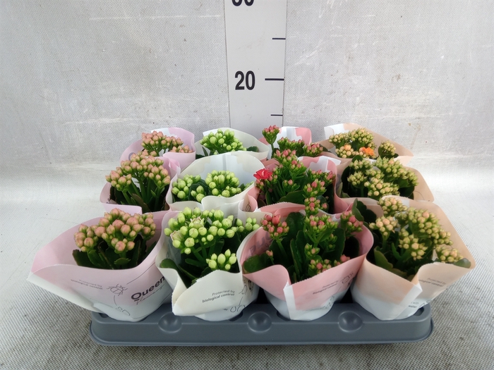 <h4>Kalanchoe blos.   ..rosebud mix  4</h4>