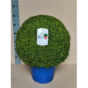 BUXU SEMPERVIRENS
