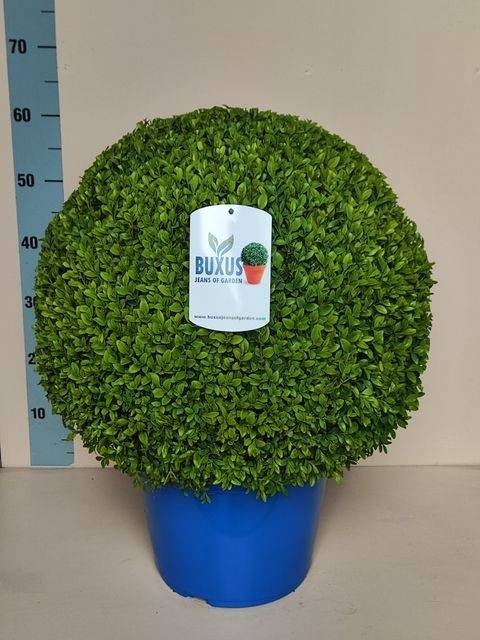 <h4>BUXU SEMPERVIRENS</h4>