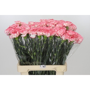 Dianthus St Coralie