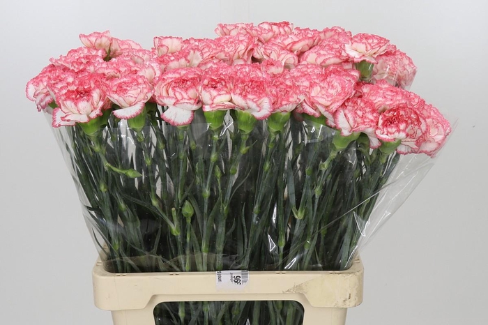 <h4>Dianthus St Coralie</h4>