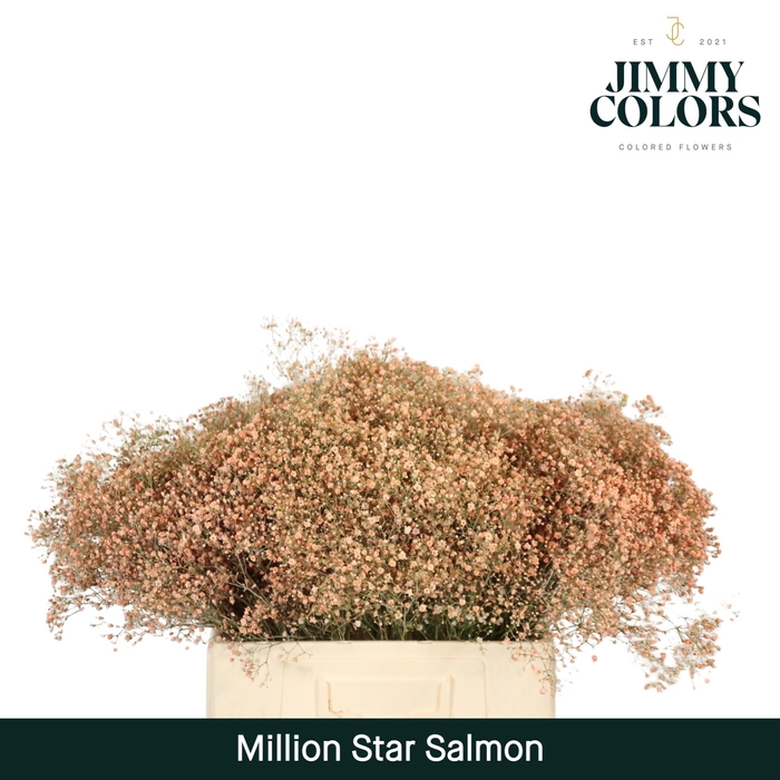 <h4>Gyps Million Star L60 Salmon</h4>
