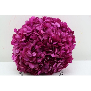 Pres Hydrangea Xl Fuchsia Pcs