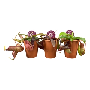 Nepenthes Alata