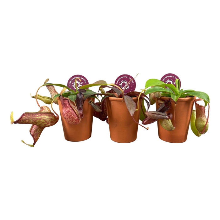 <h4>Nepenthes Alata</h4>