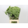 Ammi Visnaga