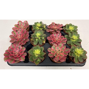 Aeonium Mix
