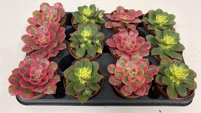 <h4>Aeonium Mix</h4>
