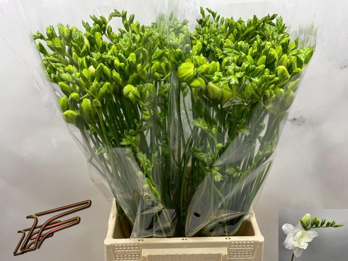 <h4>FR DU VOLANTE</h4>