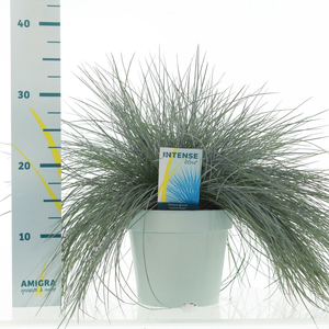 Festuca glauca 'Intense Blue'® P17