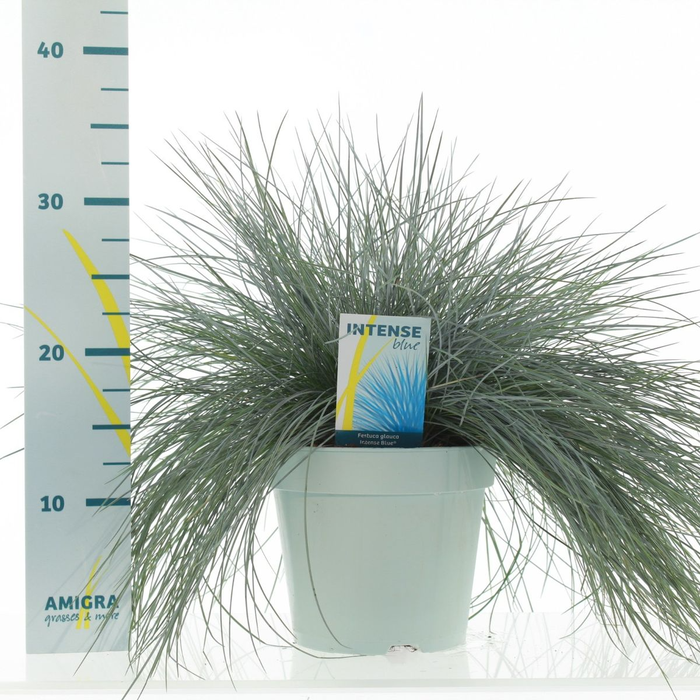 <h4>Festuca glauca 'Intense Blue'® P17</h4>