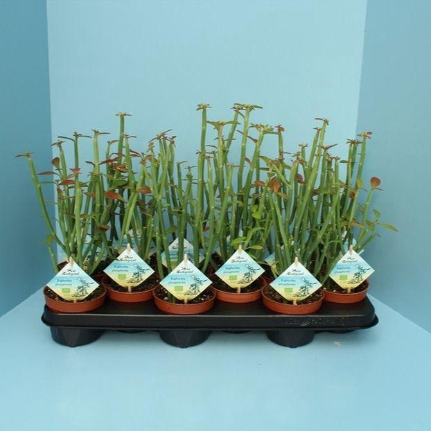 <h4>Bio Euphorbia phosphorea 300-PH10</h4>