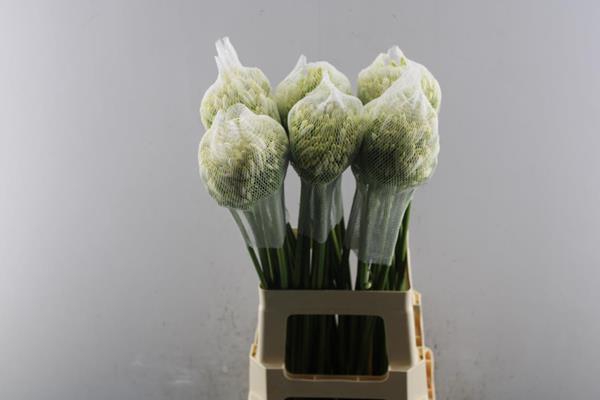 <h4>Agap Gletsjer(wit) L 70</h4>