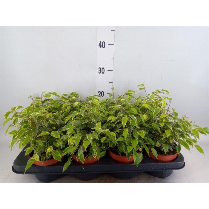<h4>Ficus benja. 'Kinky'</h4>