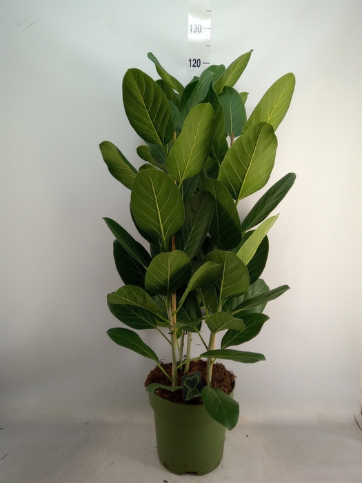 <h4>Ficus benghalensis 'Audrey'</h4>