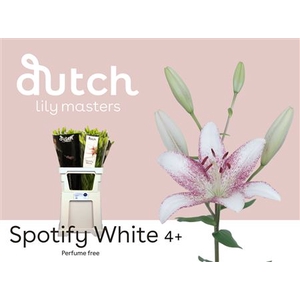 Li La Spotify White