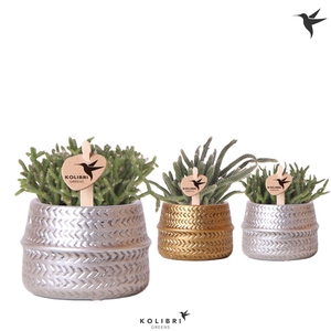 Kolibri Greens Rhipsalis mix in Groove pot mix