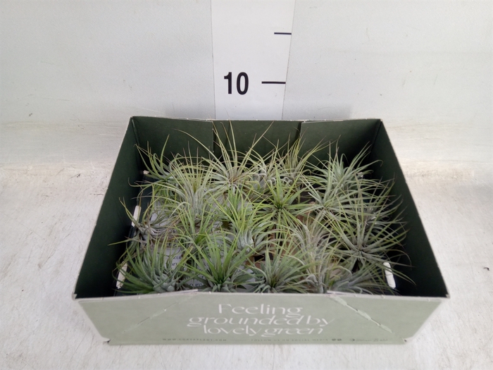 <h4>Tillandsia</h4>