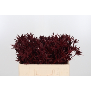 Eryn Orion Kl Bh Bordeaux
