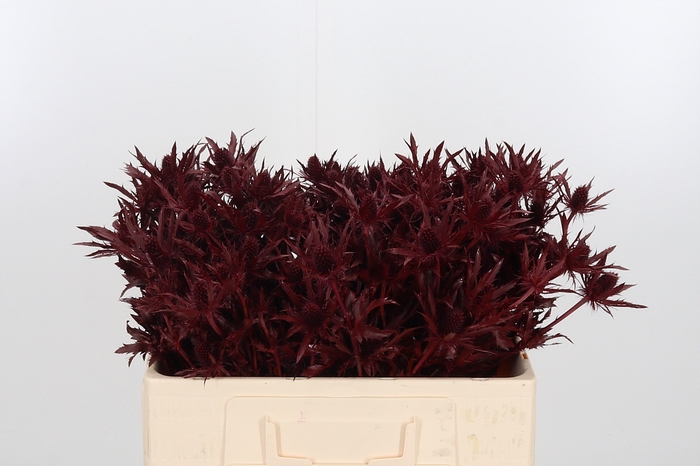 <h4>Eryn Orion Kl Bh Bordeaux</h4>