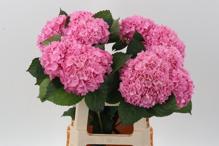 <h4>Hydr Ov Paradise Pink</h4>
