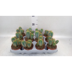 Pilosocereus pachycladus