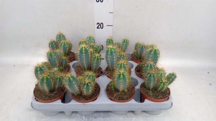 <h4>Pilosocereus pachycladus</h4>