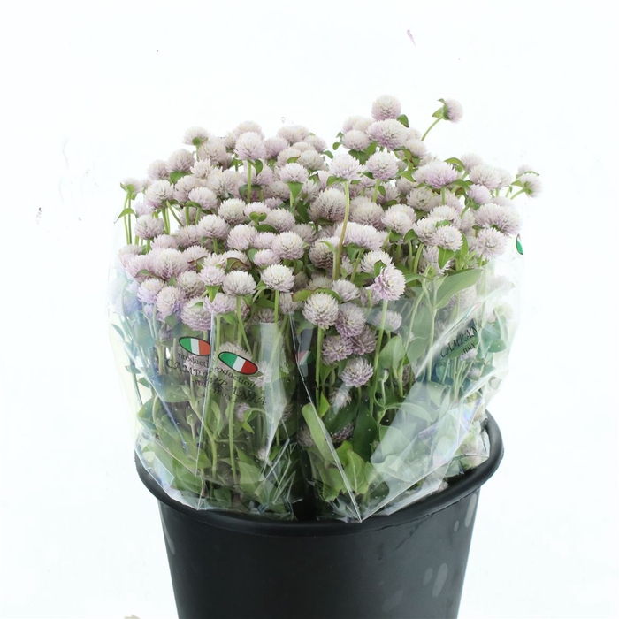 <h4>Gomph Gl Light Pink</h4>