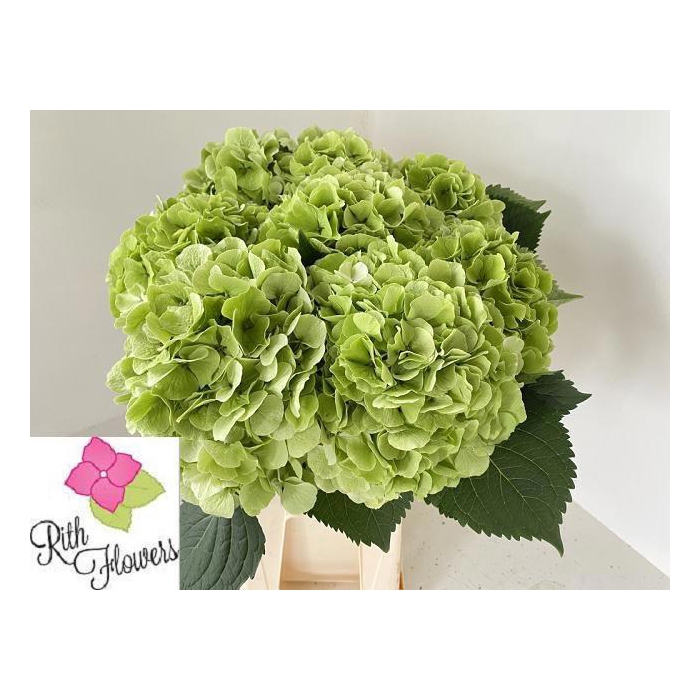 <h4>Hydr M Ch Verena Cl</h4>