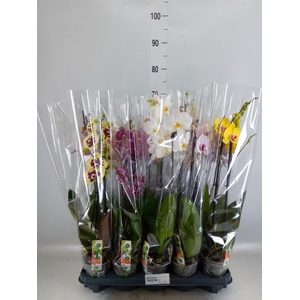 Phalaenopsis   ...mix