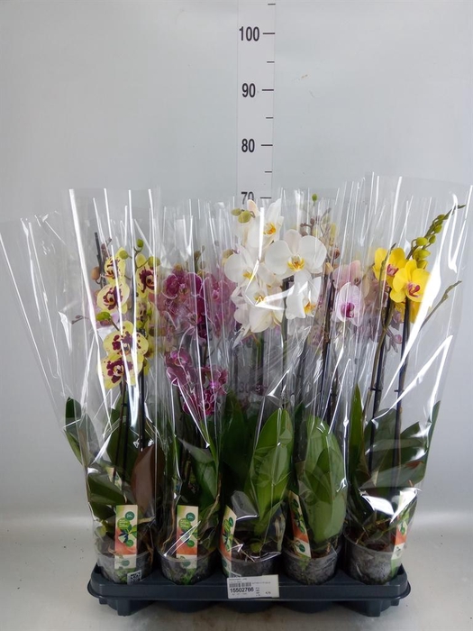 <h4>Phalaenopsis   ...mix</h4>