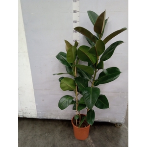 Ficus elastica 'Robusta'