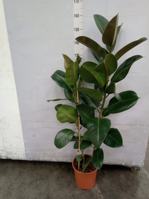 <h4>Ficus elastica 'Robusta'</h4>